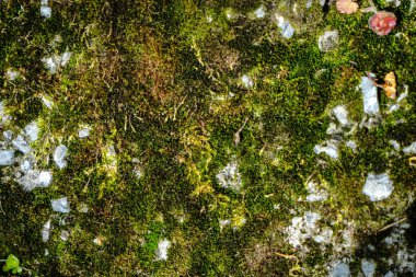 Beton duvar yosunu arka plan dokusu.