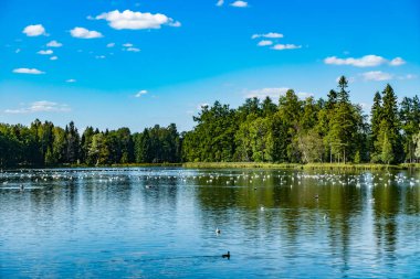 Gatchina Palace Park, Leningrad bölgesi, Rusya. Güzel yaz manzara.