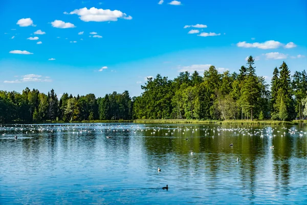 位于俄罗斯列宁格勒州加特基马的宫殿公园 美丽的夏季景观 — 图库照片