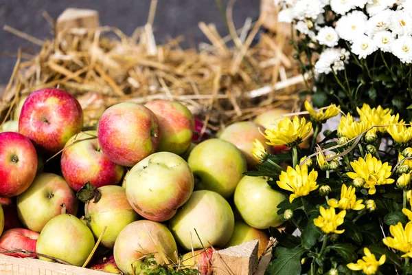 Apples Lie Hay Wooden Boxes Autumn Harvest Apples Agriculture Exhibition — Stock Photo, Image