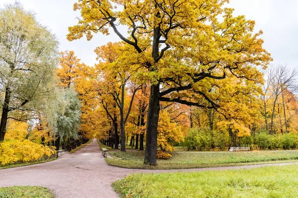 秋天的风景 富饶的大自然 普希金列宁格勒地区 — 图库照片