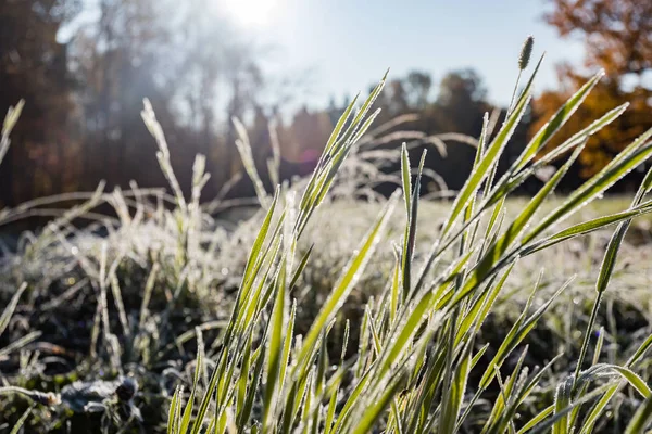 Herbstfrost Auf Dem Gras Morgengrauen Frost Auf Dem Gras Morgen — Stockfoto