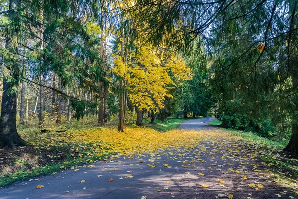 列宁格勒地区帕夫洛夫斯克公园的秋季风景与景观 — 图库照片