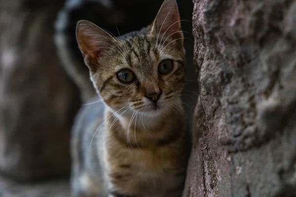 Zvědavé Kotě Skále Kotě Schovává Skále Sly Cat Dívá Zpoza — Stock fotografie