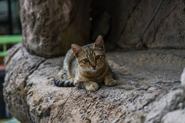 Curious Kitten Rock Kitten Hiding Rock Sly Cat Looks Out — Stock Photo, Image