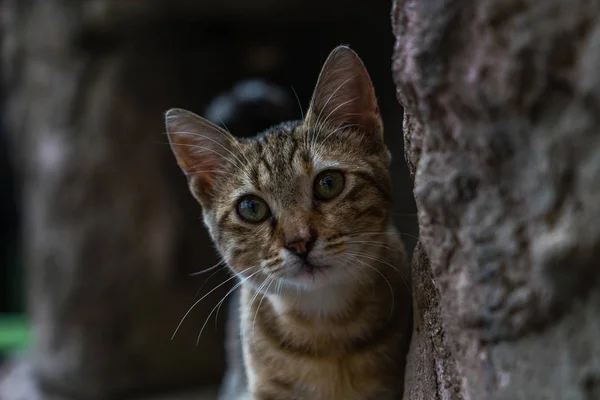 Curious Kitten Rock Kitten Hiding Rock Sly Cat Looks Out — Stock Photo, Image