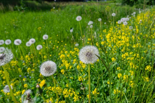 Karahindiba, yanında şemsiyesiz bir karahindiba duruyor..