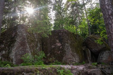Muhteşem orman manzarası. Orman ağaçlarının arasından bir patika ve ağaçların arasından güneş doğuyor. Güzel Rus doğası. Monrepos Parkı, Karelia.