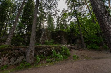 Muhteşem orman manzarası. Orman ağaçlarının arasından bir patika ve ağaçların arasından güneş doğuyor. Güzel Rus doğası. Monrepos Parkı, Karelia.
