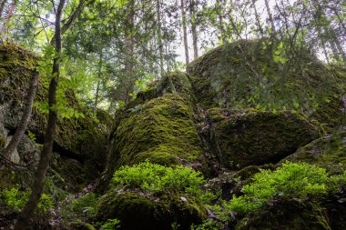Muhteşem orman manzarası. Orman ağaçlarının arasından bir patika ve ağaçların arasından güneş doğuyor. Güzel Rus doğası. Monrepos Parkı, Karelia.