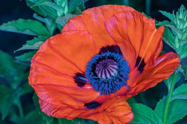 Canlı kırmızı bir gelincik çiçeğine yakın çekim.