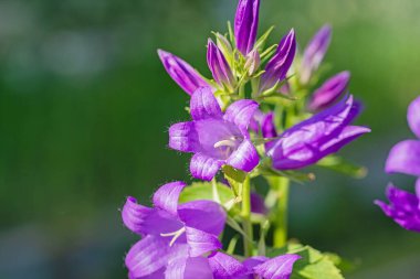 Yeşil arka planda mavi çan çiçekleri. Bahçe ve tarla çiçekleri güneşli bir yaz gününde.