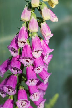 Mor yüksükotu çiçeğine yakın plan (yaygın yüksükotu, mor yüksükotu veya bayan eldiveni).