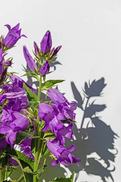 Flor Bluebell Azul Tiempo Soleado Sobre Fondo Blanco — Foto de Stock