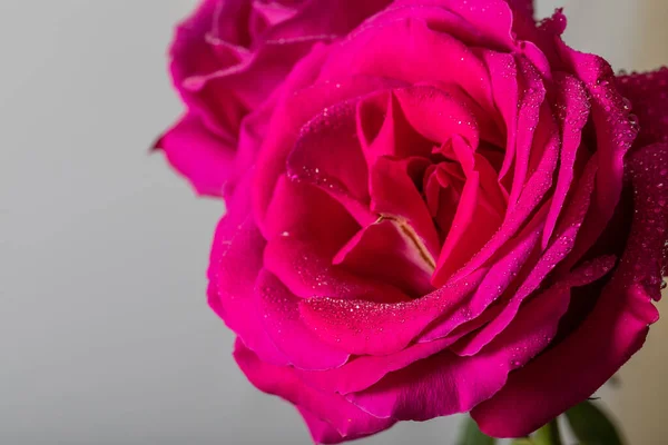 Wspaniały Bukiet Pięknych Świeżych Kwitnących Róż Wazonie Stole Koncepcja Prezentu — Zdjęcie stockowe