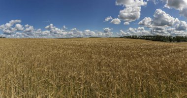 Güneşli bir günde bulutlu, güzel bir gökyüzü olan buğday tarlası manzaralı bir manzara. Toprak yol ufuktan geçiyor. Tarım kavramı.