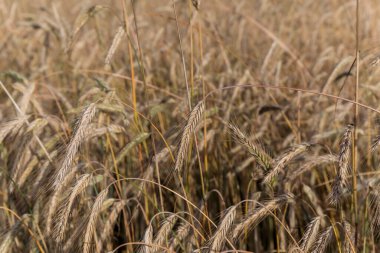 Güneşli bir günde bulutlu, güzel bir gökyüzü olan buğday tarlası manzaralı bir manzara. Toprak yol ufuktan geçiyor. Tarım kavramı.