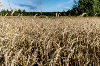 Güneşli bir günde bulutlu, güzel bir gökyüzü olan buğday tarlası manzaralı bir manzara. Toprak yol ufuktan geçiyor. Tarım kavramı.