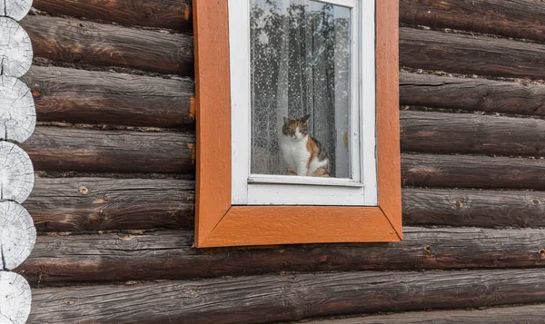 美しい猫が窓の上に座っている 木造の家の窓に猫が通りを見ている — ストック写真