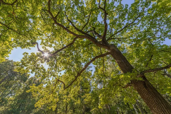 阳光照射在草地上一棵雄伟的绿橡树上 背景是蓝蓝的天空 — 图库照片