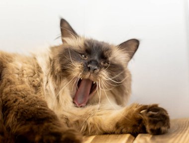 Neva maskeli balosunun güzel bir kedisi. Hayvanlara dikkatli davranma kavramı..