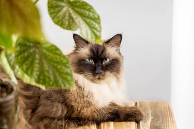 Neva maskeli balosunun güzel bir kedisi. Hayvanlara dikkatli davranma kavramı..