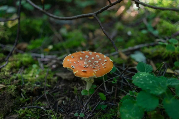 Wald Wächst Ein Giftiger Pilz Fliegenpilz Das Konzept Wie Man — Stockfoto