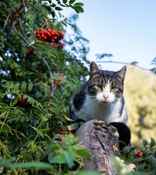 Beautiful Cat Climbed Branch Rowan Tree Angrily Looks Others Thefrightenedeyesof — Stock Photo, Image