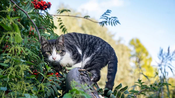 Beautiful Cat Climbed Branch Rowan Tree Angrily Looks Others Thefrightenedeyesof — Stock Photo, Image