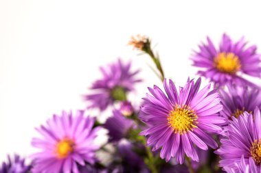 Küçük bahçe tası buketi beyaz arka planda kapanıyor..