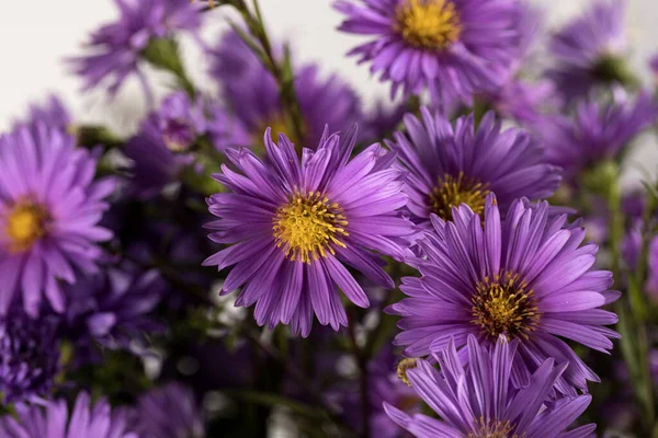 Bouquet Small Garden Asters Close White Background — Stock Photo, Image