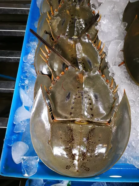 Mantis shrimps, Horseshoe Crab blue  crab and seafood on seafood Shelves