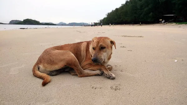 タイ観光の通りタイ犬 — ストック写真