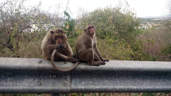 Macacos Macaque Vida Estilo Parque Histórico Atrações Turísticas Top Tailândia — Fotografia de Stock