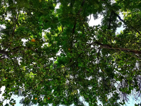 Folha Céu Jardim — Fotografia de Stock