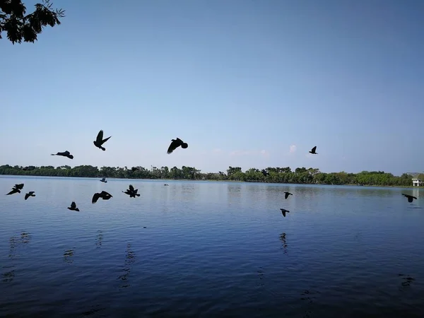 在泰国公共公园 鸽子在天空中飞翔 几乎是天然湖 — 图库照片