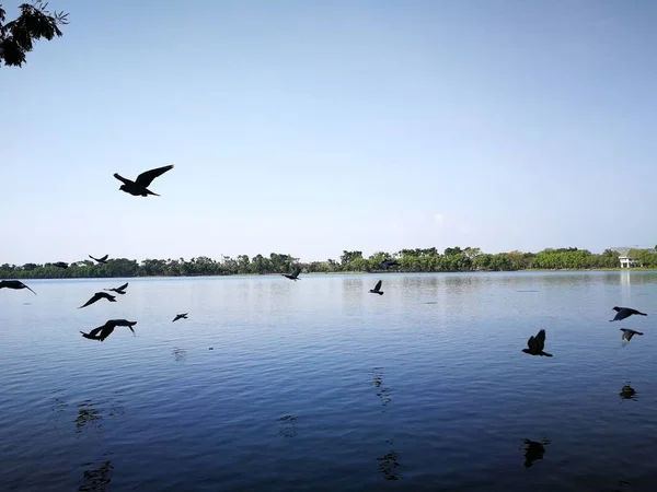 Pombo Pássaros Voando Céu Quase Lago Natureza Parque Público Tailândia — Fotografia de Stock