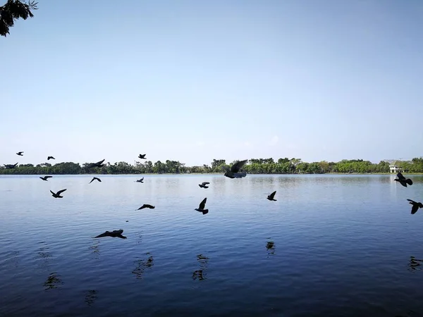 タイの公共公園で空を飛ぶハトの鳥 — ストック写真