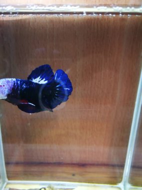 güzel Siyam Mücadele Balıklar