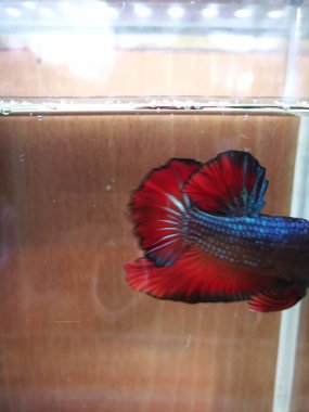 güzel Siyam Mücadele Balıklar