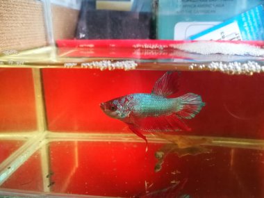 güzel Siyam Mücadele Balıklar