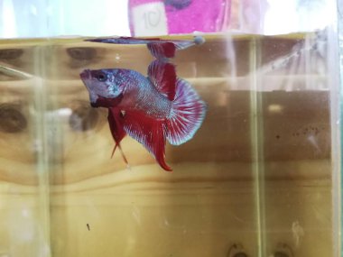 güzel Beyaz Siyam Mücadele Balık