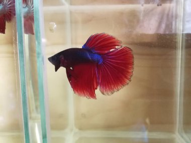 güzel Beyaz Siyam Mücadele Balık