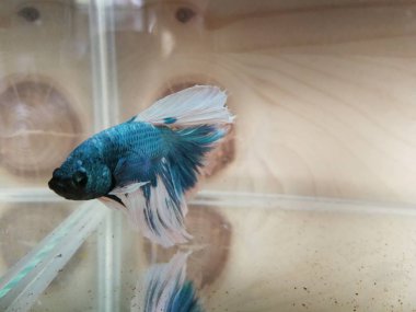 güzel Beyaz Siyam Mücadele Balık