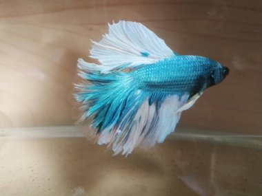 güzel Beyaz Siyam Mücadele Balık