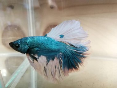 güzel Beyaz Siyam Mücadele Balık