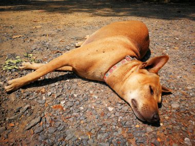 yerde uyuyan kahverengi bir köpek