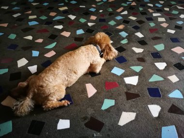 yerde uyuyan kahverengi bir köpek