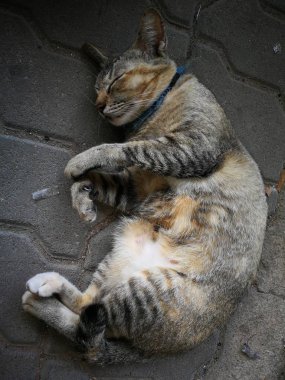 sevimli siyam kedi uyku 