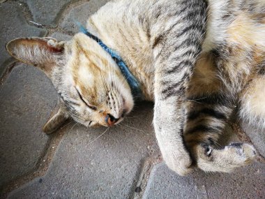 sevimli siyam kedi uyku 